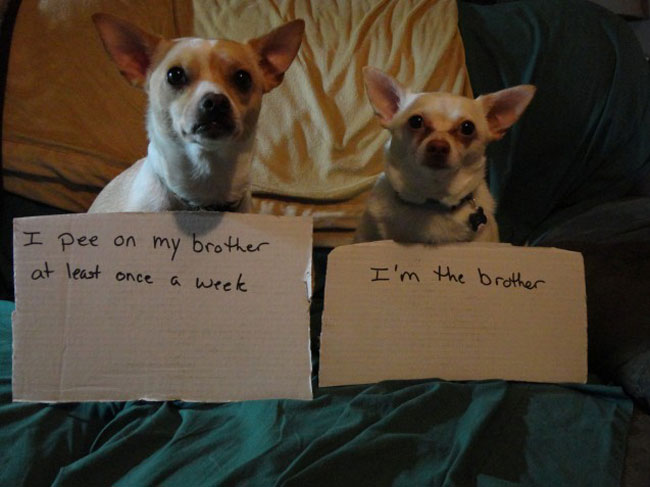 dogs-who-are-shamelessly-proud-of-what-they-just-did-19