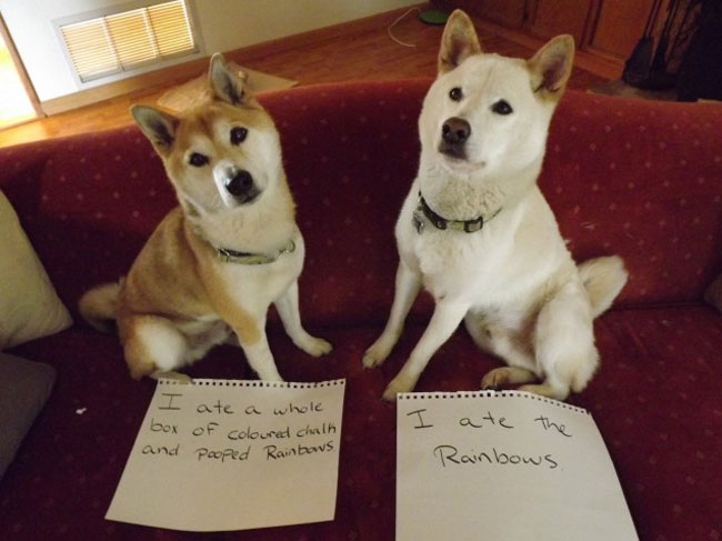 dogs-who-are-shamelessly-proud-of-what-they-just-did-31