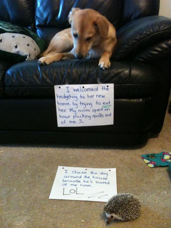 dogs-who-are-shamelessly-proud-of-what-they-just-did-9